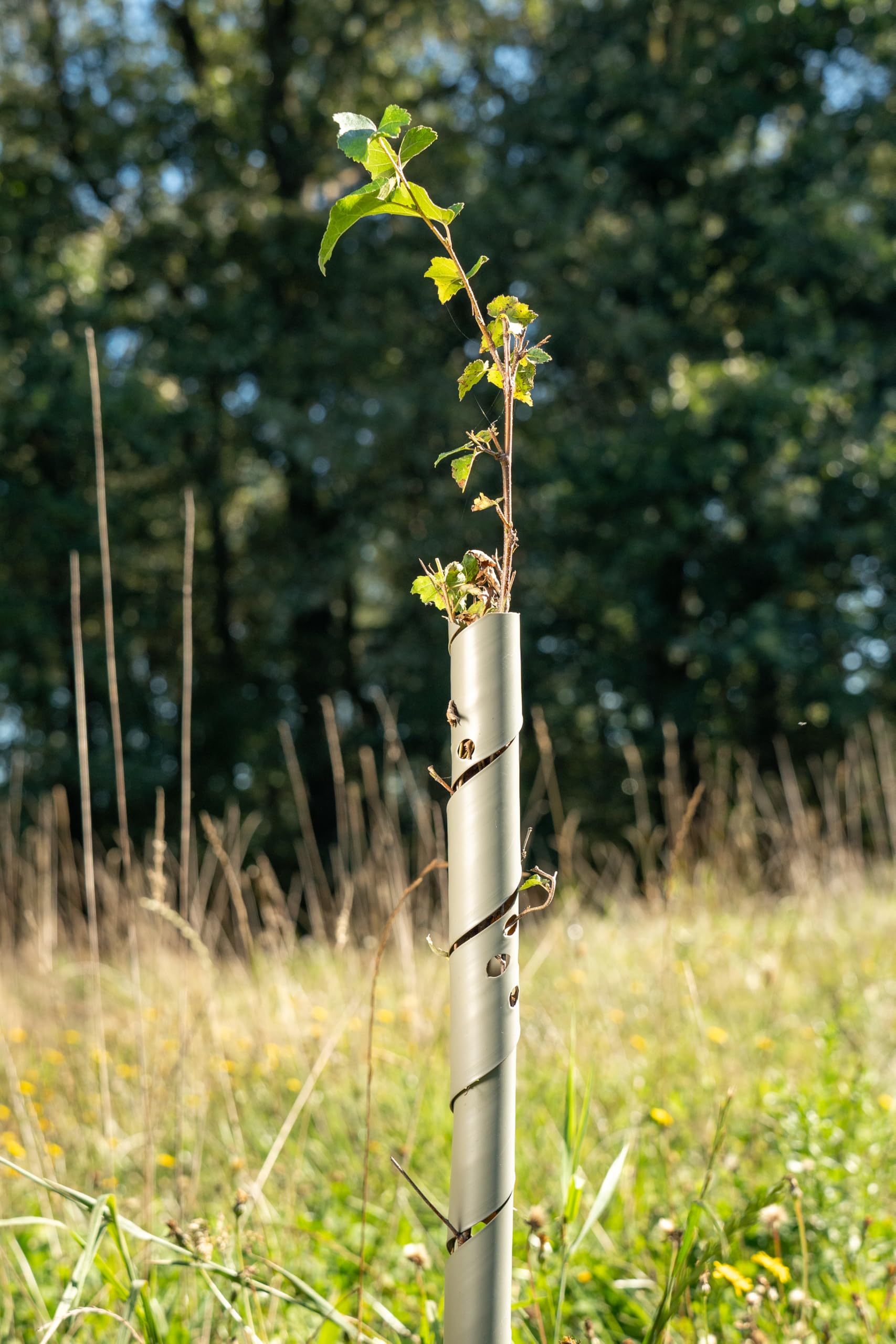 50x Baumschutz Spirale 60cm biologisch abbaubar farngrün – Stamm Schutz Bäume Verbissschutz Fraßschutz Rindenschutz Wildschutz UV-beständig wetterfest Spiralschutz Forst Garten Aufforstung