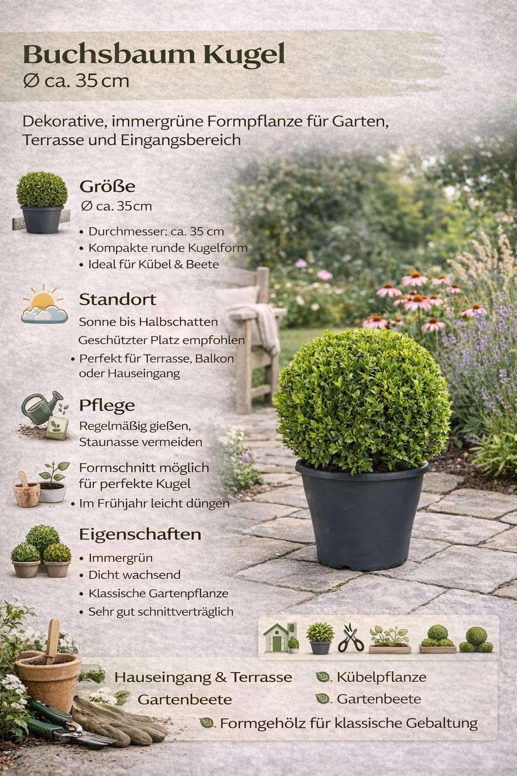 Buchsbaum Kugel Ø 35 cm – Echter Buxus sempervirens, immergrün & winterhart – Formschöne Garten-Deko für Beet, Terrasse & Eingangsbereich