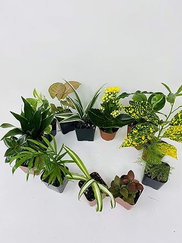 Planta de palma areca Dypsis lutescens maceta de 2"