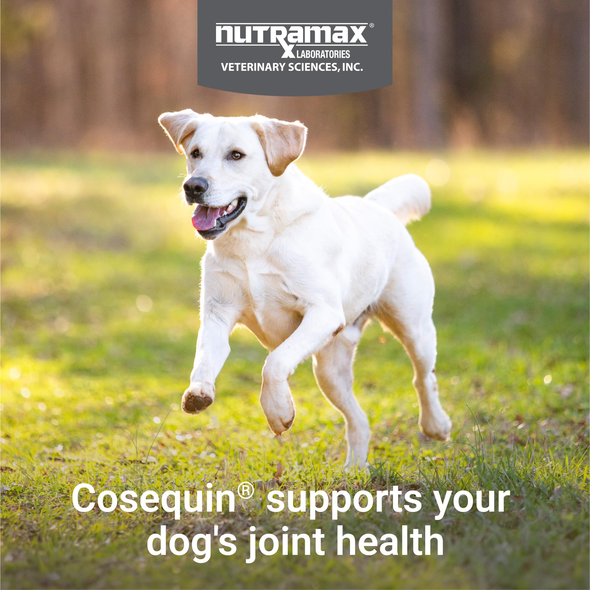 Nutramax Cosequin Nutramax Ds Chewables Plus Msm, 60 Ct, Dog, Tablet 3
