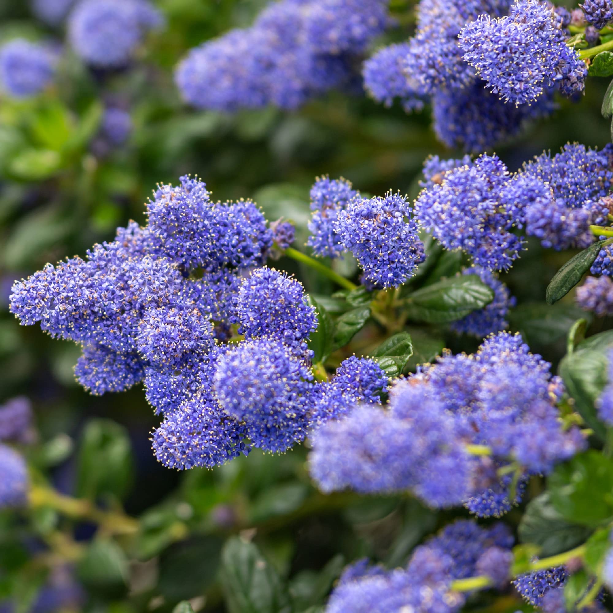 Ceanothus griseus VAR. horizontalis Yankee Point, Californian Lilac, Creeping Blueblossom, Hardy Shrub, Purple Flowers, Ideal for Ground Cover, Cottage Gardens, 1 x 10-Litre Potted Plant by Suttons