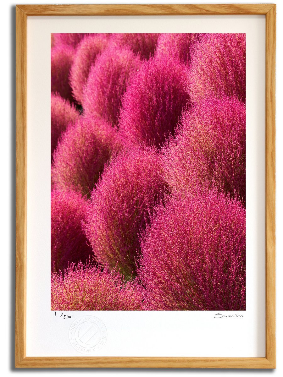 Amazon.co.jp: 版画 絵画 秋のコキア インテリア 壁掛け 額入り