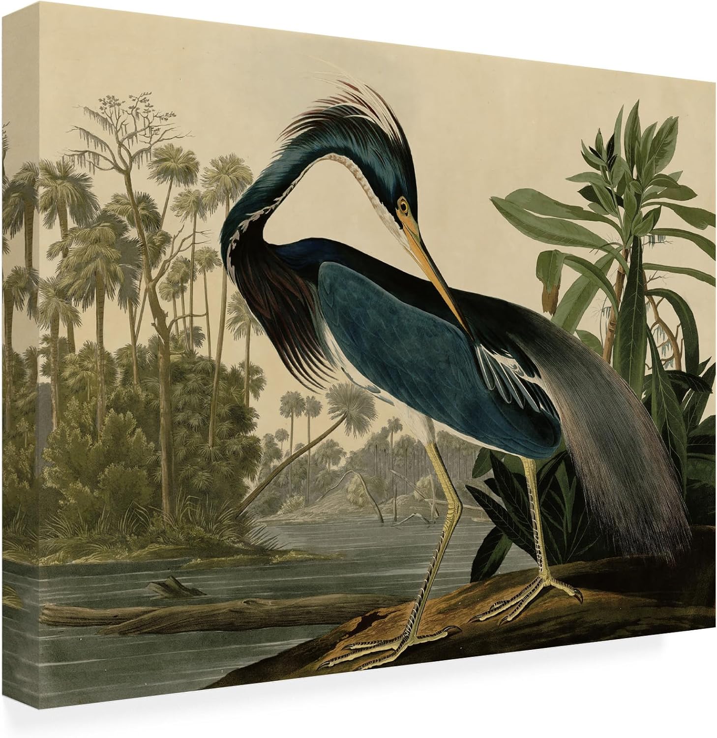 Wrapped Canvas Wall Art - John James Audubon 'Louisiana Heron' Wall Art for Living Room, Bedroom, or Office Décor - 22x32