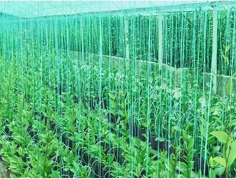Hoya Pubicayx 1 Yaş 20-40 cm Kokulu Mum Çiçeği Bitkisi Koleksiyon