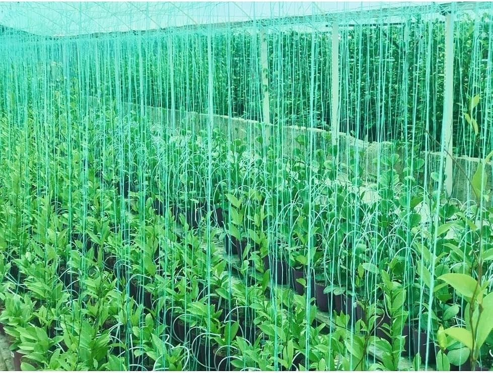 Hoya Pubicayx 1 Yaş 20-40 cm Kokulu Mum Çiçeği Bitkisi Koleksiyon
