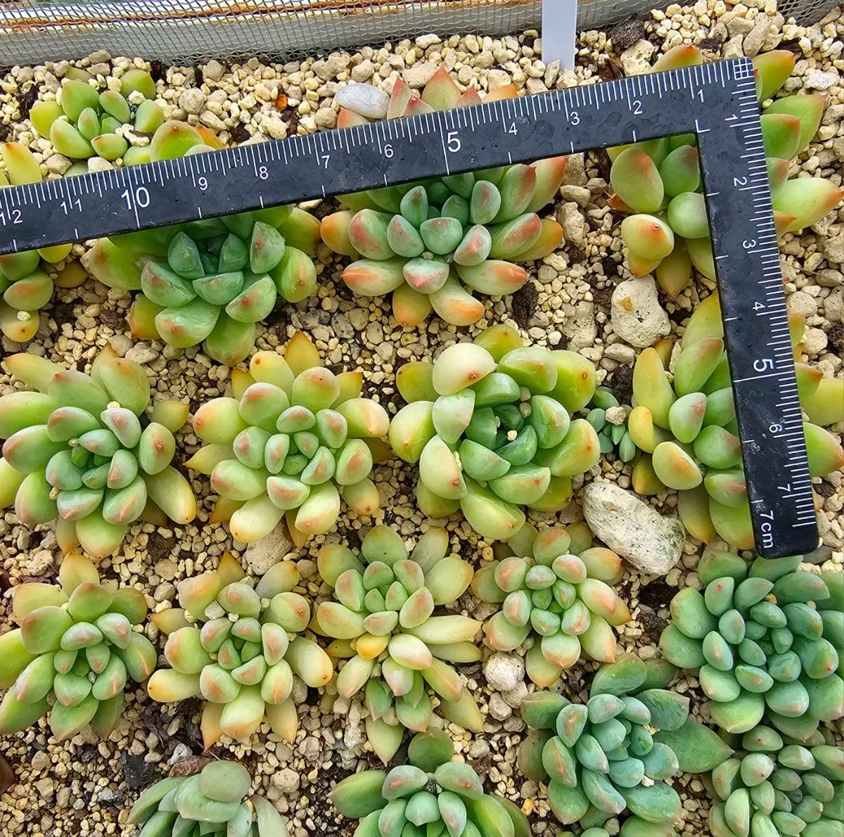 Amazon.co.jp: 抜き苗紅葉時は蛍色韓国苗 エケベリア パンダ 多肉植物 
