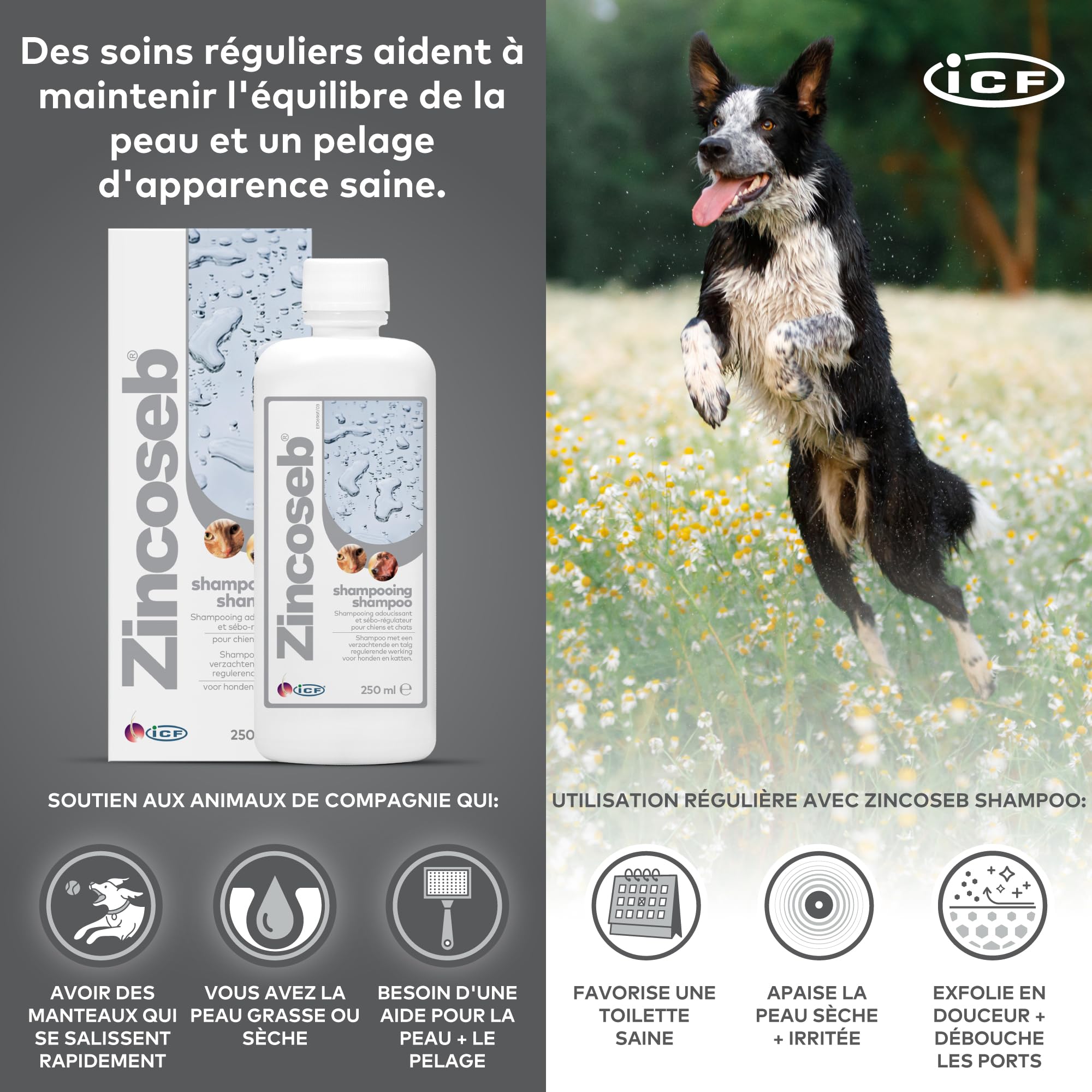 Zincoseb Shampooing | Shampoing Sébo-Régulateur et Hydratant pour Chien et Chat | Poil Sec, Terne ou Gras, Pellicules, Mauvaises Odeurs | Idéal pour la Peau Sensible du Chiot et Chaton | 250 ML