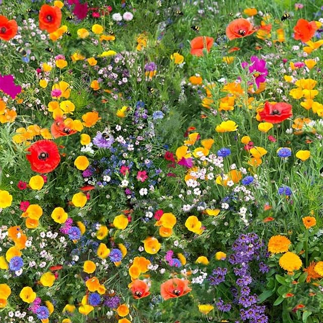 Wildflower Seeds More Than 21 Pure Seeds Scented NO Grass Bee Butterfly Mix Meadow Garden UK Seed (25 Square Meter)