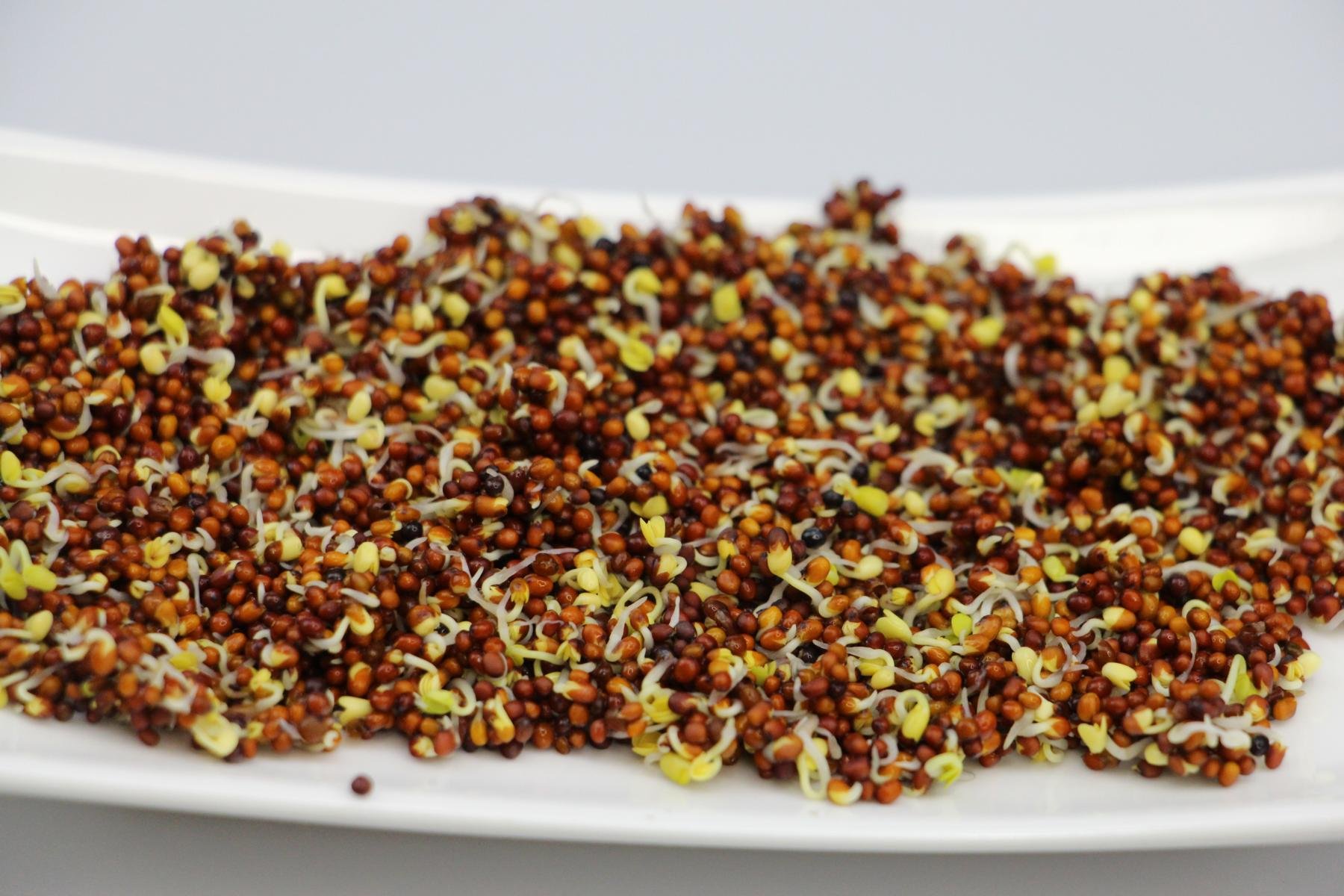 Semillas orgánicas para germinados de brocoli - Semillas para germinar brotes de brocoli - fuente de energía saludable - nutritivas y sabrosas para ensaladas - Contenido: 200g semillas de brocoli