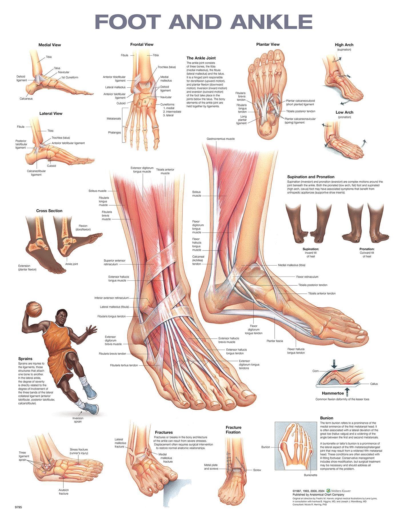 Foot and Ankle Anatomical Chart | Amazon.com.br