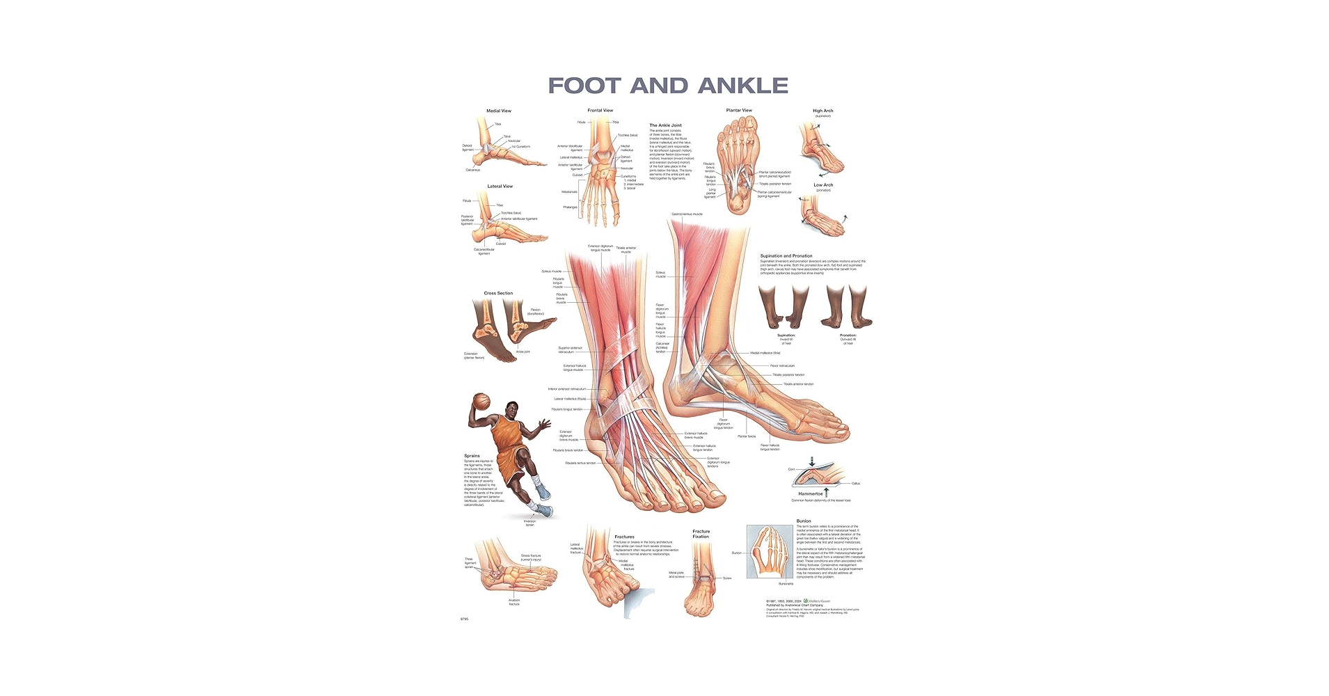 健康・医学 Anatomy of the Foot and ankle Anatomy Of The Foot & Ankle - Everything You Need To Know