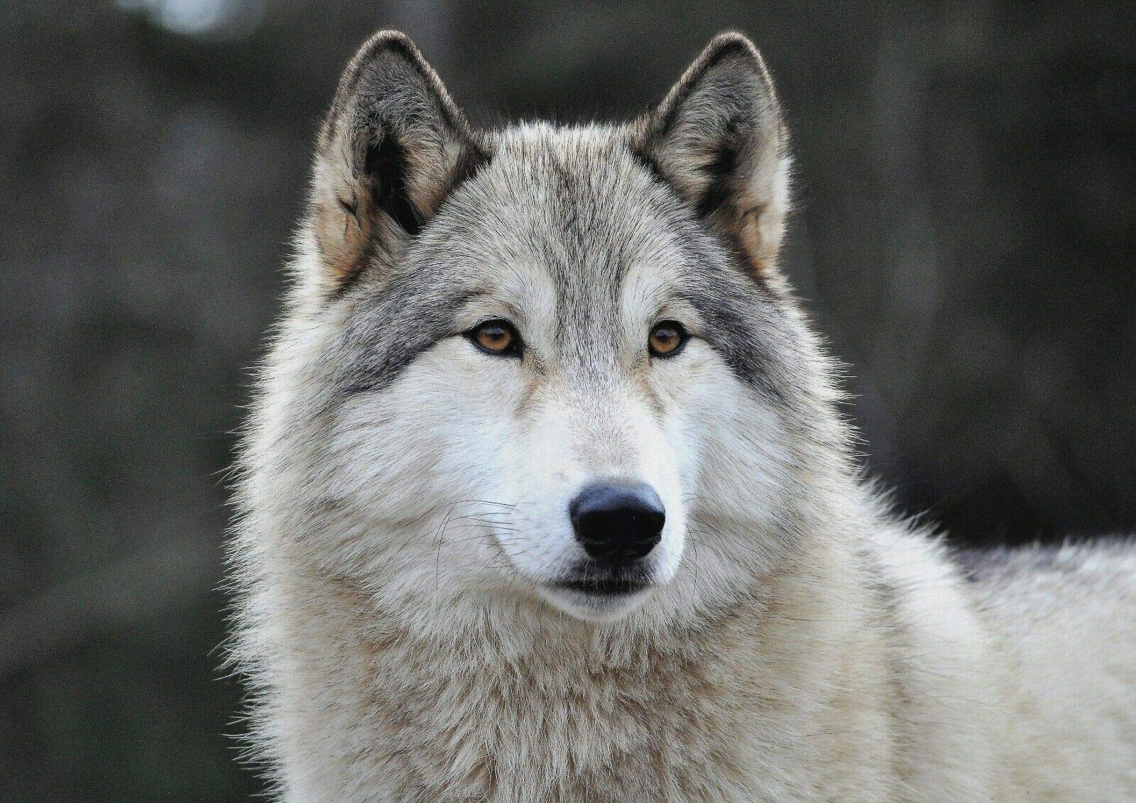 Destination Vinyl Posters A1 Cute Wolf Dog Poster Art Print 60 X 90cm 180gsm Husky Grey Wolves #16947