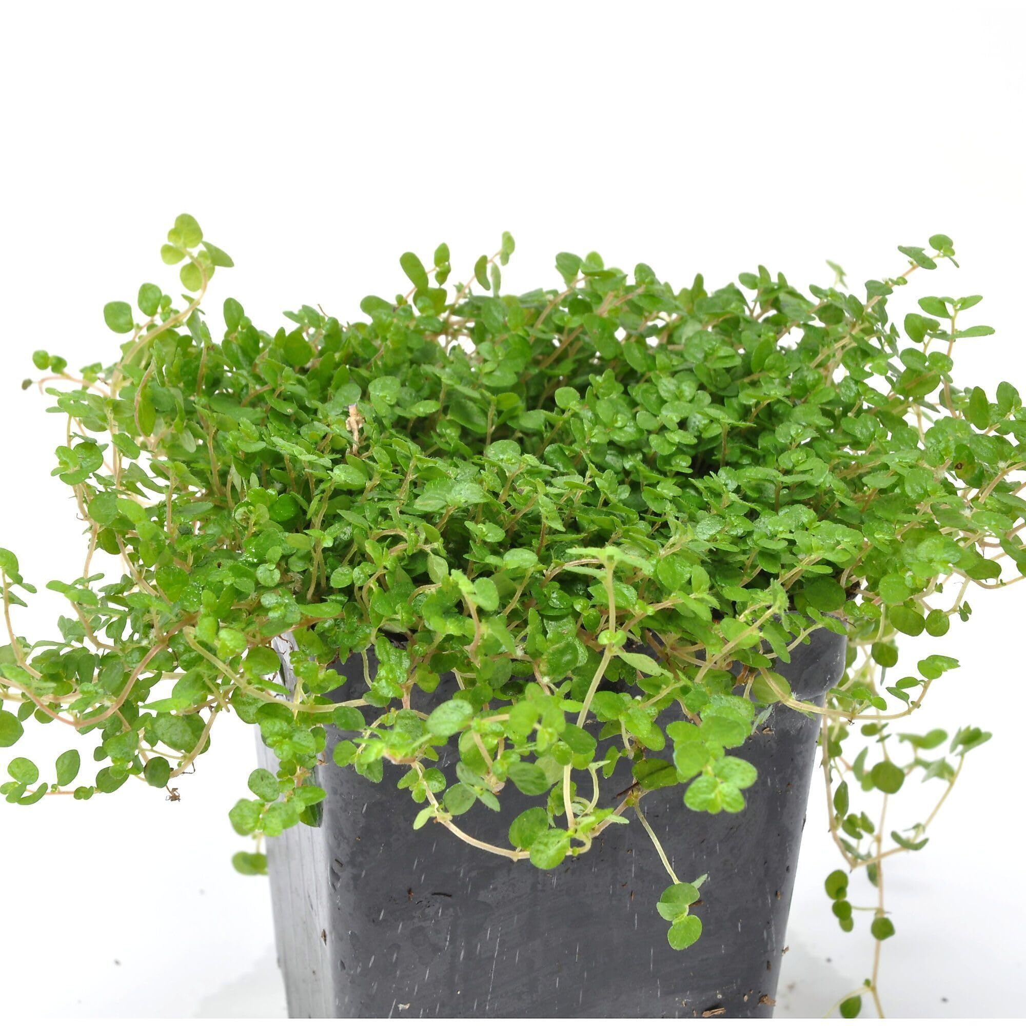 Winter Greenhouse Baby Tears Plant