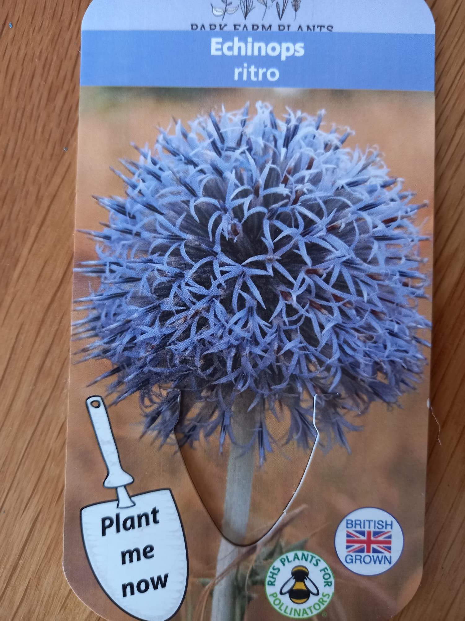 Echinops ritro, 9cm Potted Plant