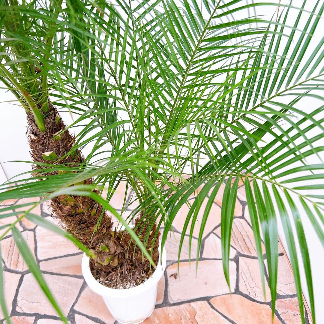 ヤシ　ヤシの木 フェニックスロベレニー Amazon｜フェニックス ロベレニー ヤシの木 新鮮ヤシの木 状態