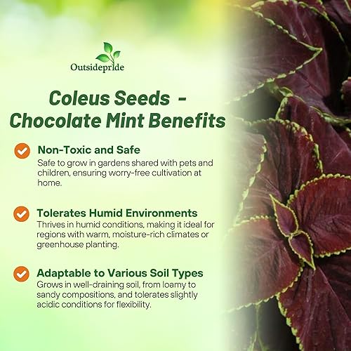 Miniatura 3 de Outsidepride Semillas de coleus de menta y chocolate para plantar, 20 unidades, anuales, compactas y fáciles de cultivar, semillas de flores con