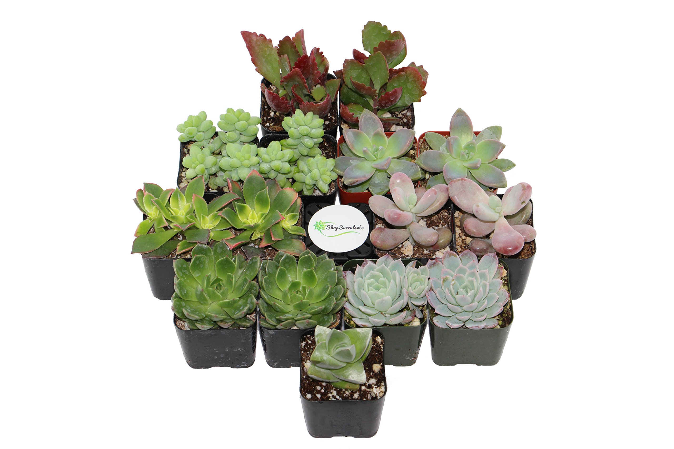 Amazon.com: Shop Succulents | Assorted Collection of Live Succulent Plants,  Hand Selected Variety Pack of Mini Succulents | Collection of 15 :  Everything Else