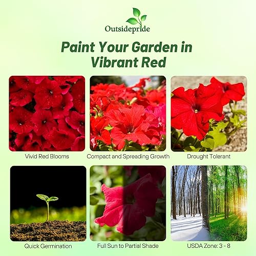 Miniatura 2 de Outsidepride Semillas de petunia multiflora rojas, 250 unidades, anuales, compactas, semillas de flores para plantar, flores vibrantes, ideales para
