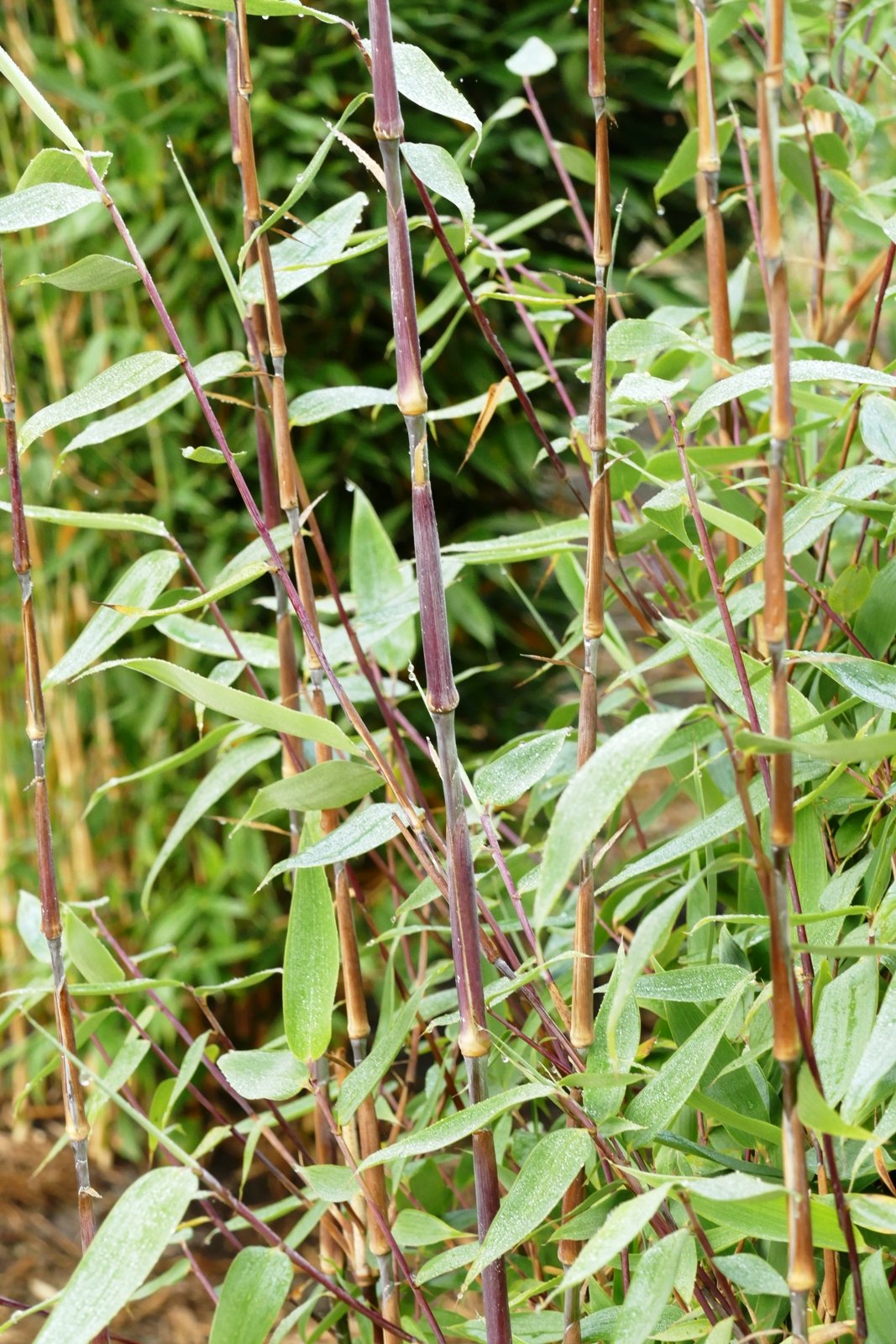 fargesia communis Fargesia robusta Ping Wu