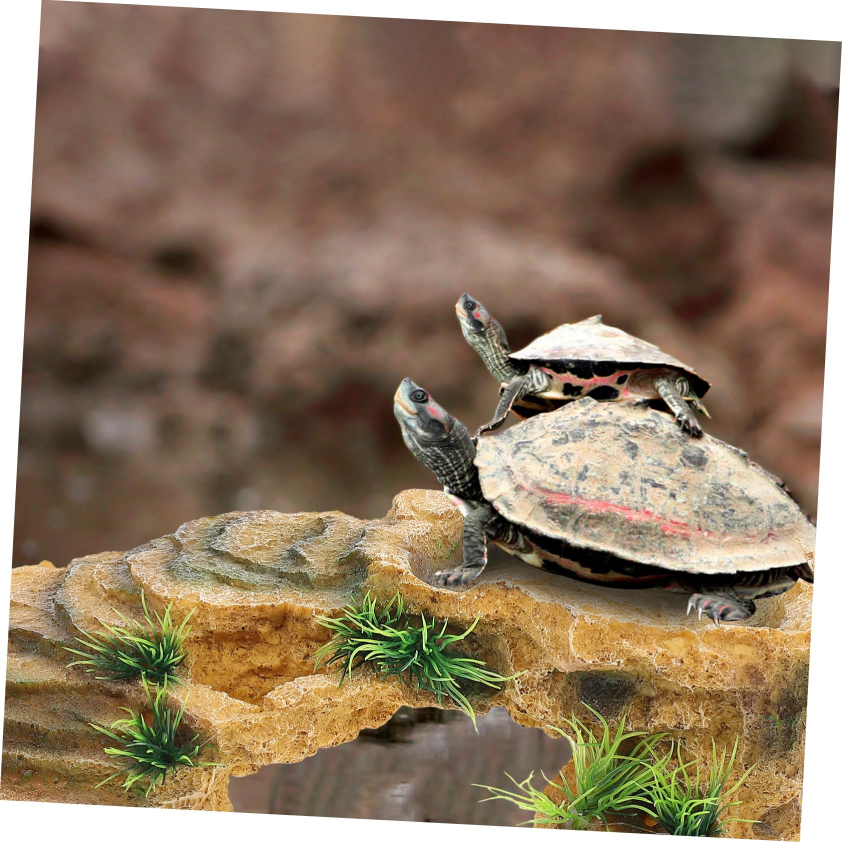 POPETPOP Decoración Terrario Refugio para Tortugas de Resina Escondite Seguro y Plataforma Adecuada para Hábitat de Tortuga y Reptiles en Terrario