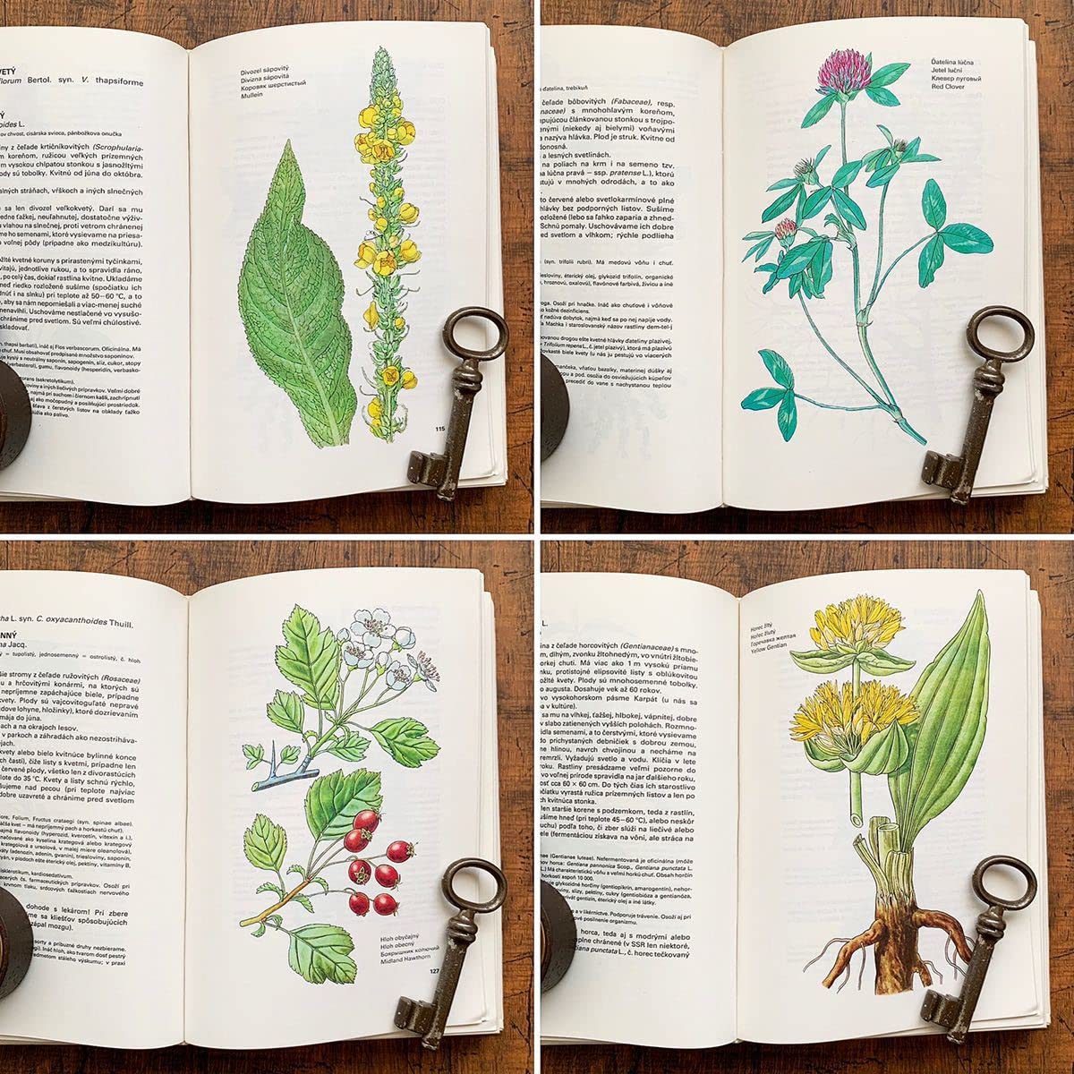 Amazon.co.jp: チェコの古い植物図鑑(Maly atlas liecivych