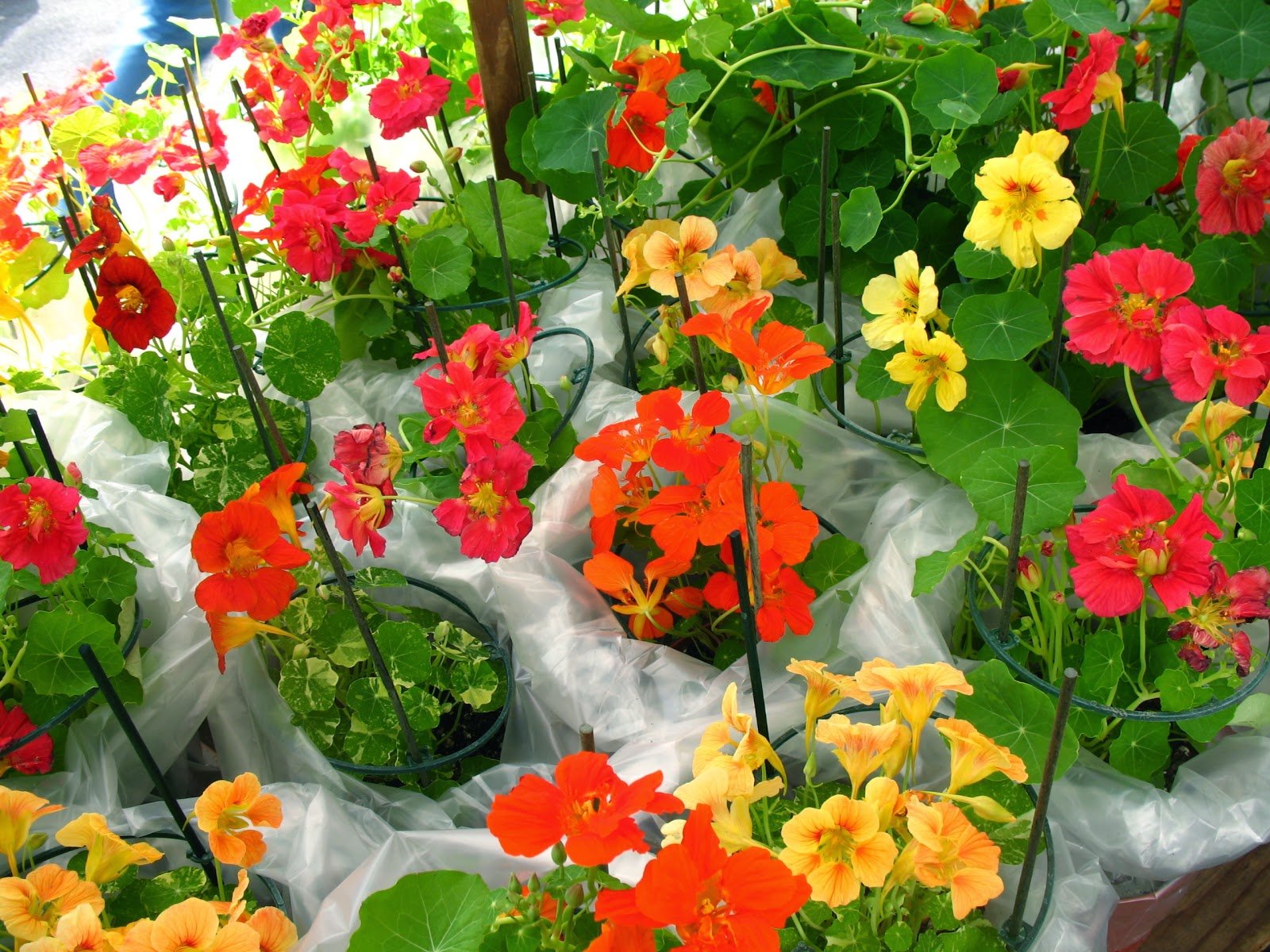 Creative Farmer Flower Seeds : Nasturtiums Bees Liking Flower Seeds Perennial For Terrace And Kitchen Gardening Garden [Home Garden Seeds Eco Pack] Plant Seeds (B078RGSFJQ) Amazon Price History, Amazon Price Tracker