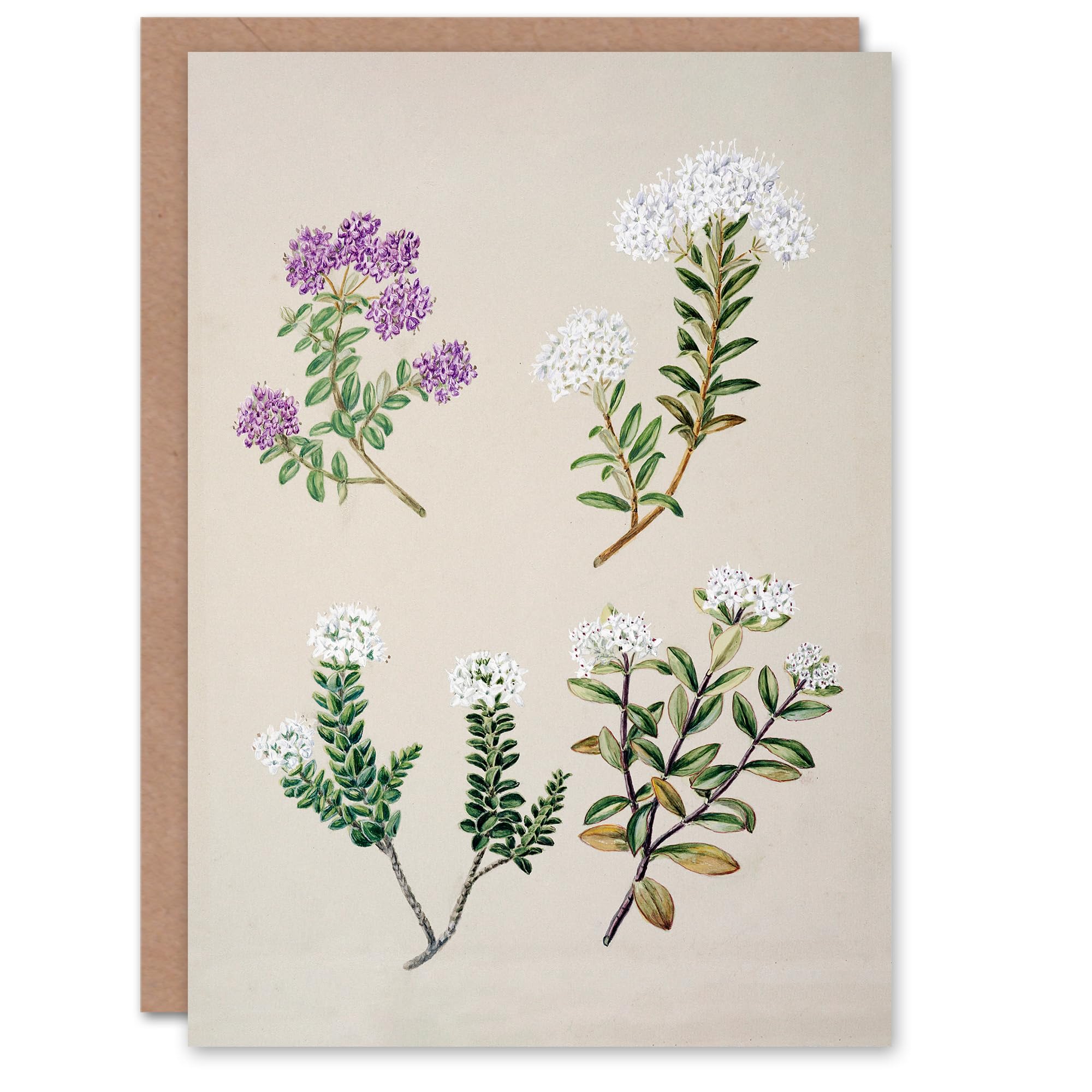 Artery8 Sarah Featon Art Card New Zealand Four Veronica Flowering Plants