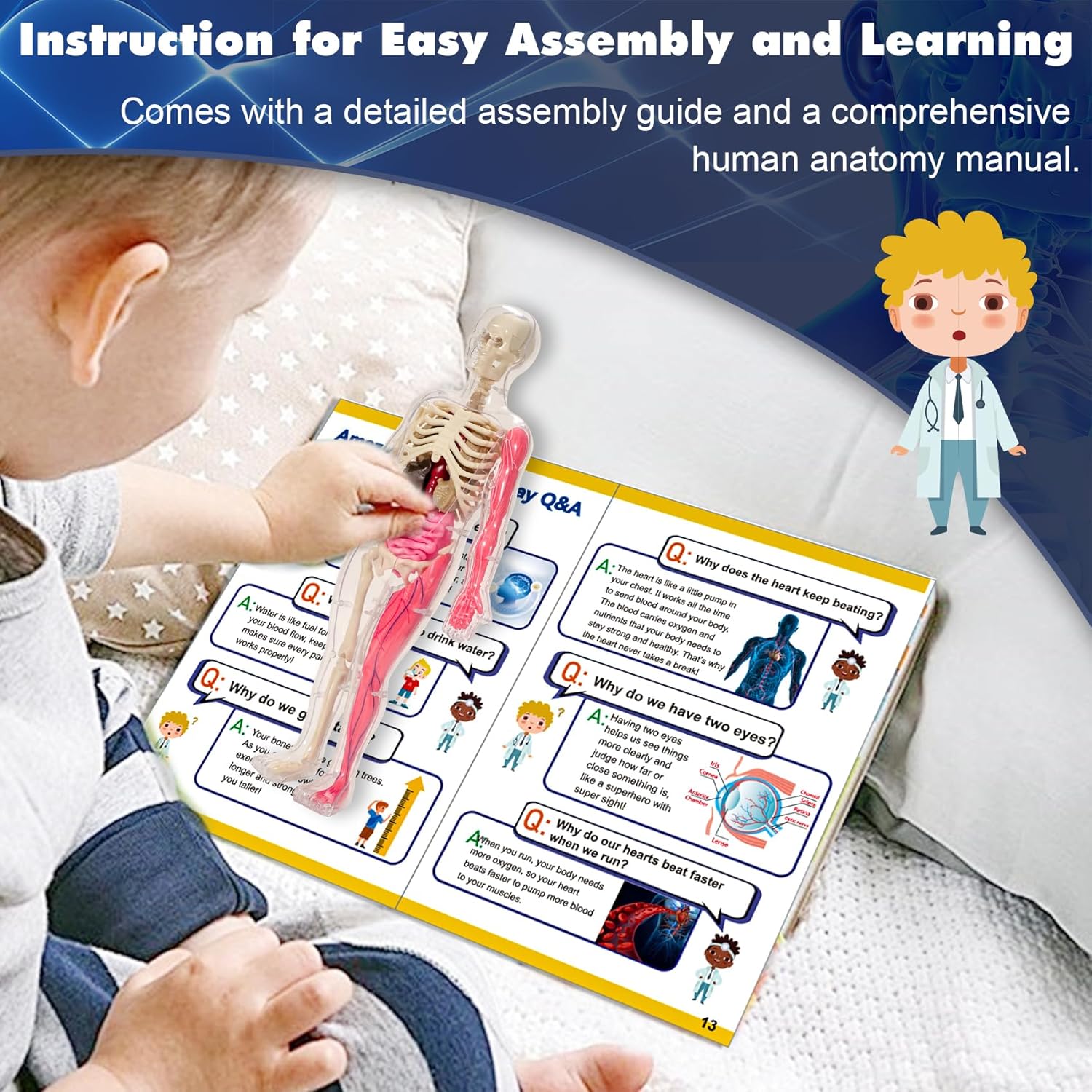 YOFUN Human Body Skeleton Model Kits for Kids,Interactive Anatomy Science Kit – Removable Muscles, Organs,Bones,STEM Educational Toys for Boys and Girls Aged 6+ - Image 5