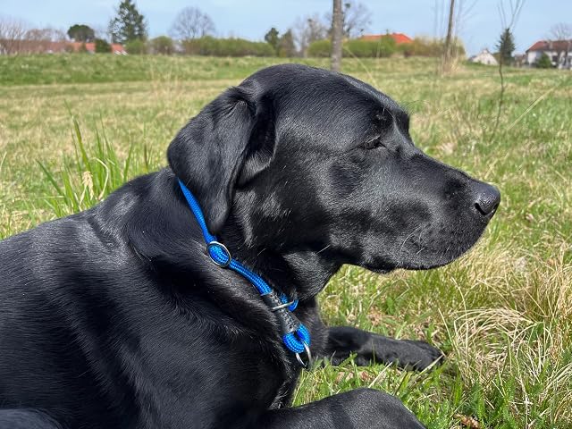 Foto 5 de 5 de Collar para Perros con limitación de tensión, Cuello de Nailon, Tope de tracción, Negro, XS