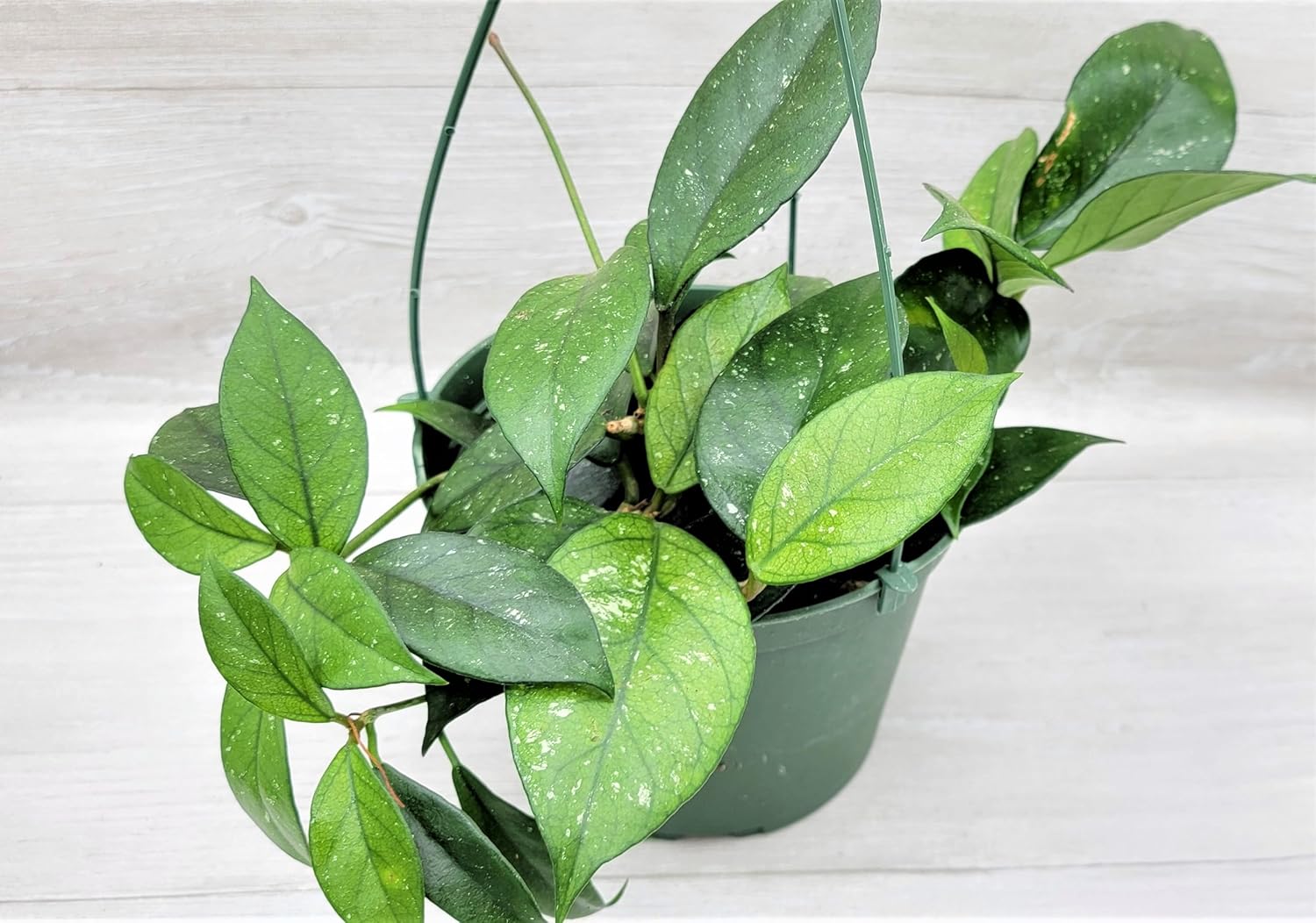Large 6 Inch Hoya Fungii Live Houseplant Established Rare Tropical Wax Plant Mature Fuzzy Leaves Fast Growing Indoor Vine Easy Care Hanging Basket Specimen by 3exoticgreen