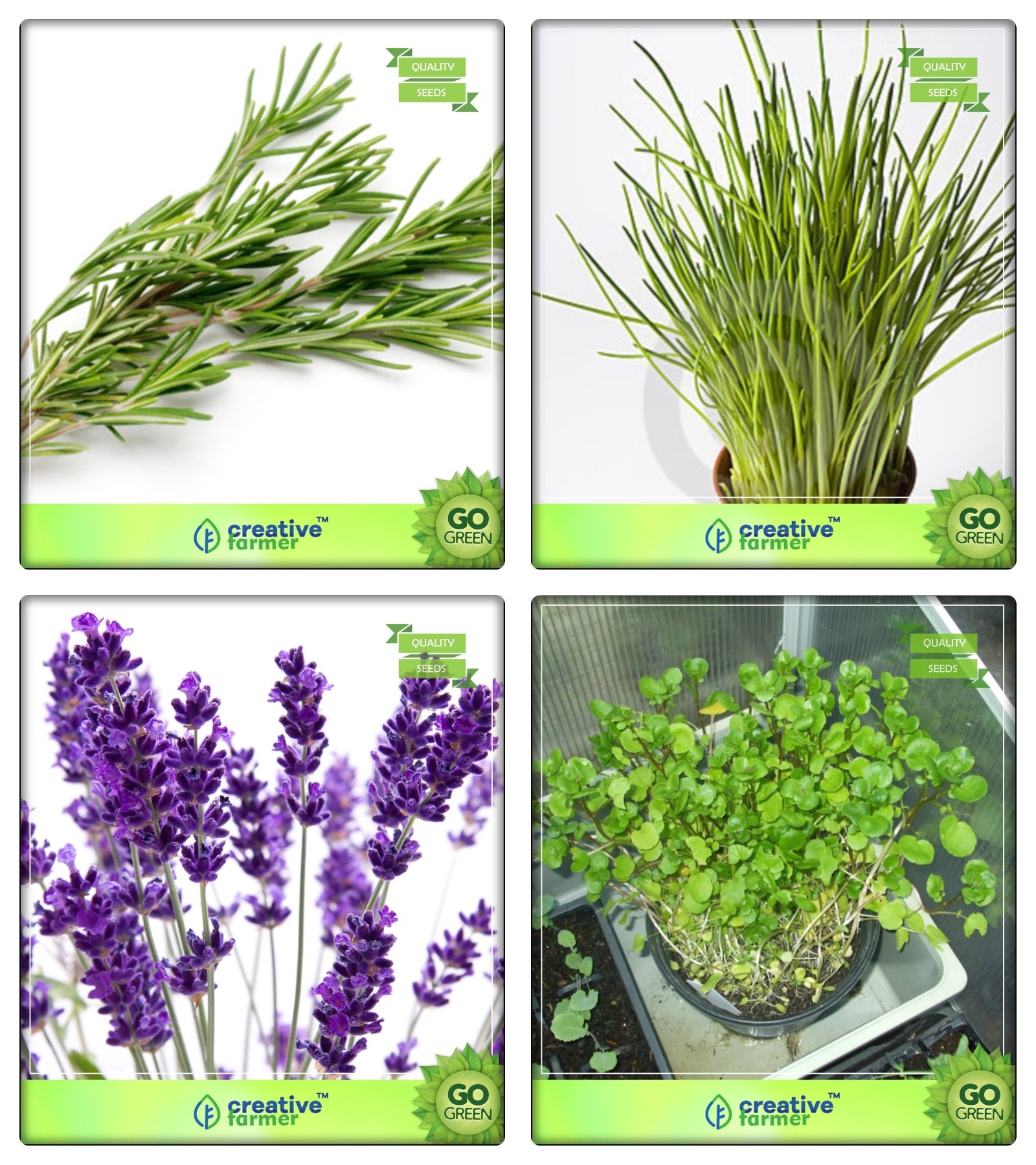 See full amazon price history chart for Creative Farmer Herb Combo Rosemary, Garlic Chives, Lavender, Water Cress Herb Seeds Combo Pack Creative Farmer Herb Combo Rosemary, Garlic Chives, Lavender, Water Cress Herb Seeds Combo Pack (B078V2YNWT) Amazon Price History, Amazon Price Tracker