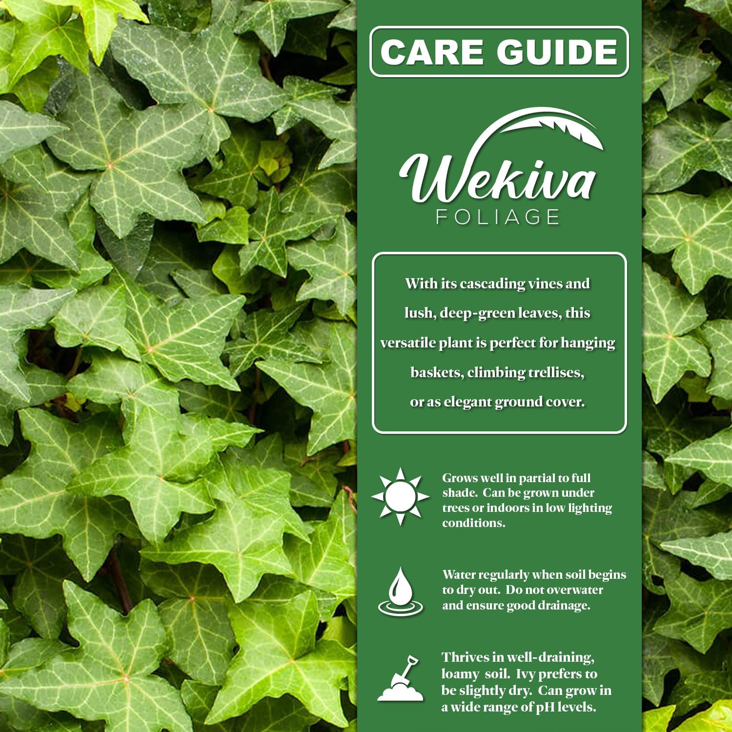 English Ivy Tree - Live Plant in a 6 Inch Pot - Hedera Helix - Stylish Air Purifying Topiary Houseplant Vine