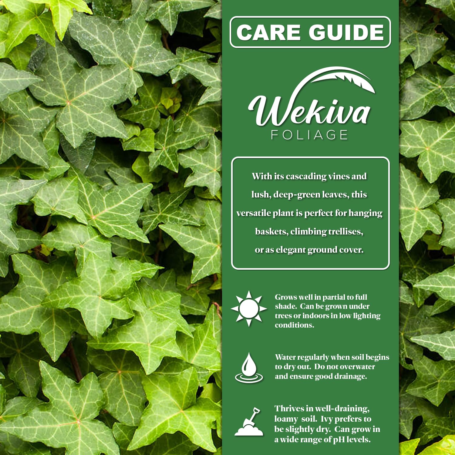 Amazon.com : English Ivy Tree - Live Plant in a 6 Inch Pot Amazon.com : English Ivy Tree - Live Plant in a 6 Inch Pot