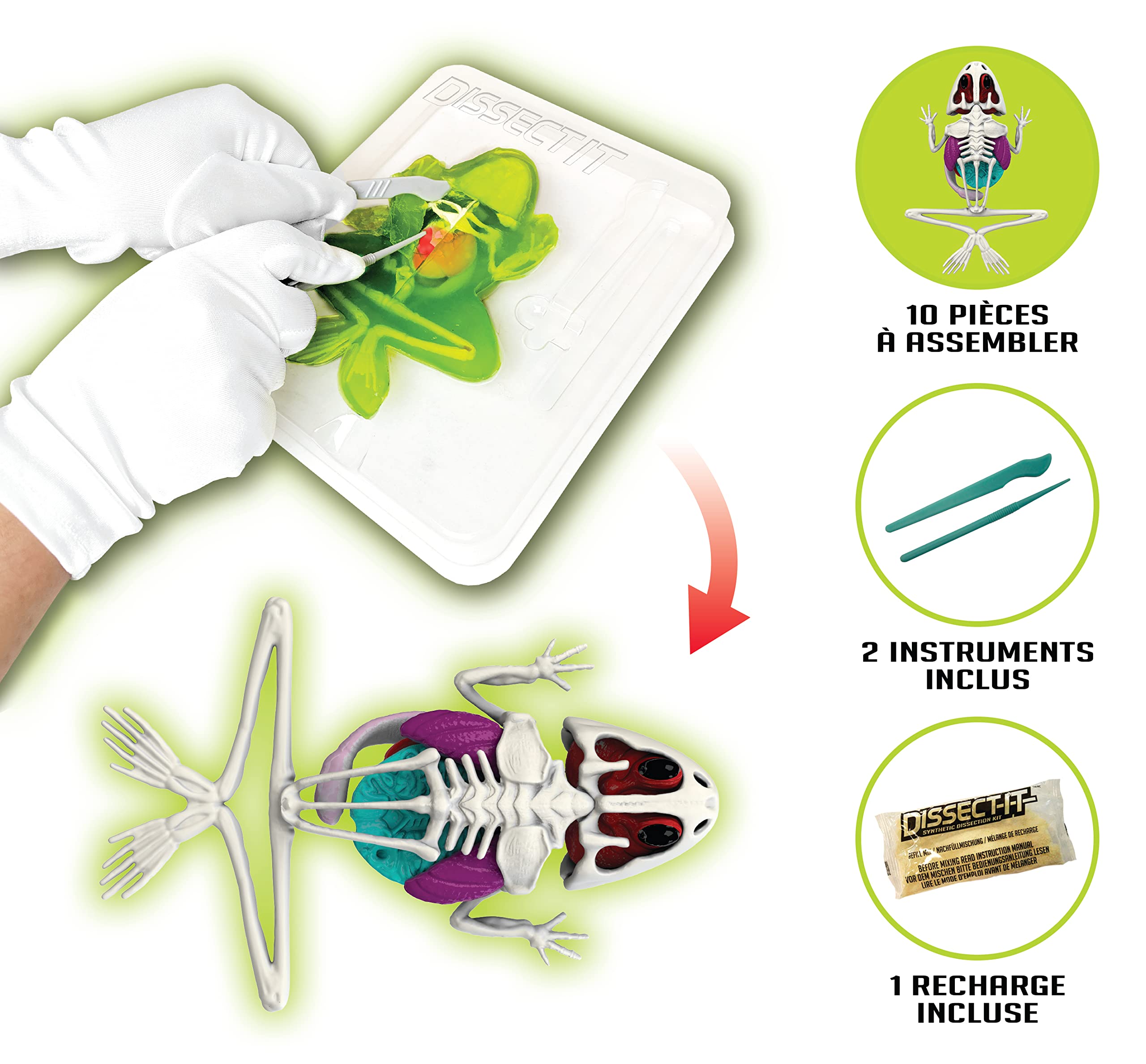 Slimy - Grenouille à Disséquer - Dissect-it - Jouet Slime - Apprentissage - A partir de 6 Ans