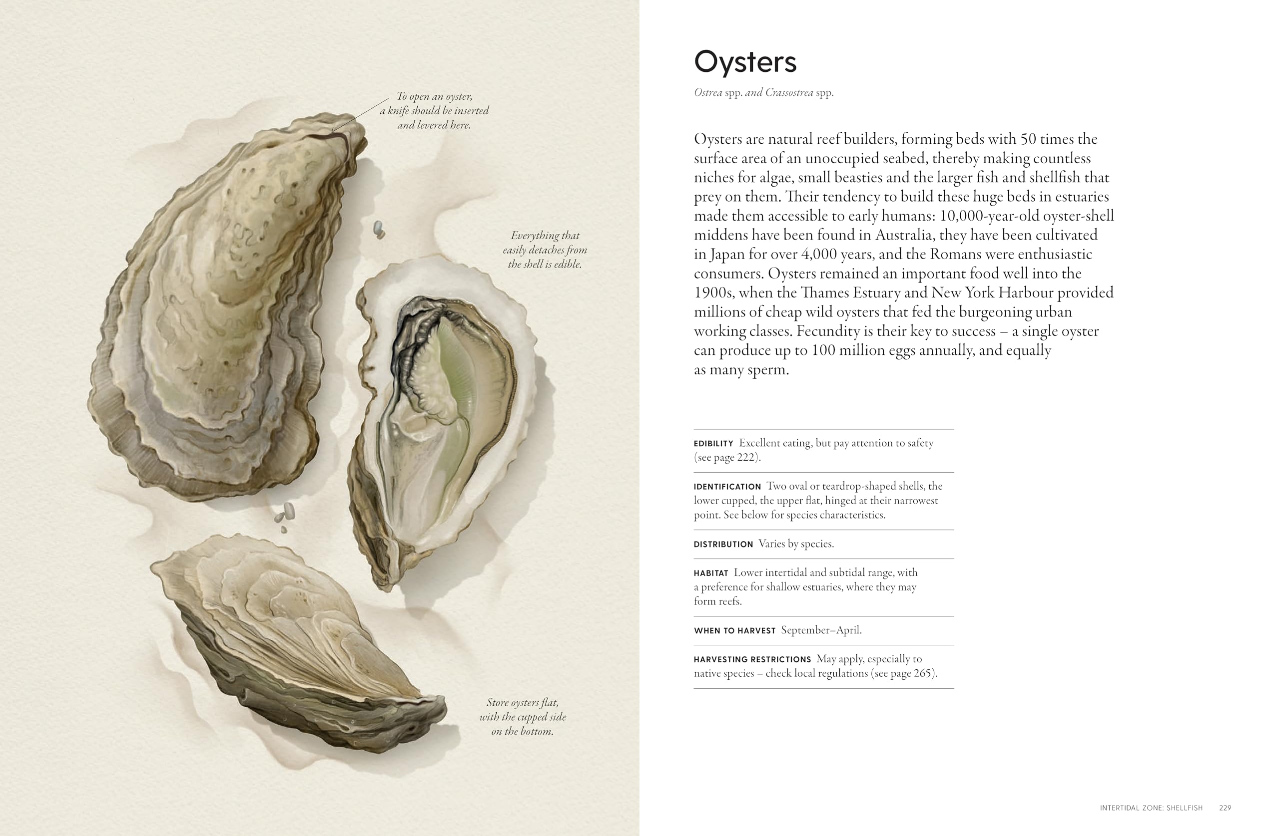 The Coastal Forager: Wild maritime food to preserve, cook, eat