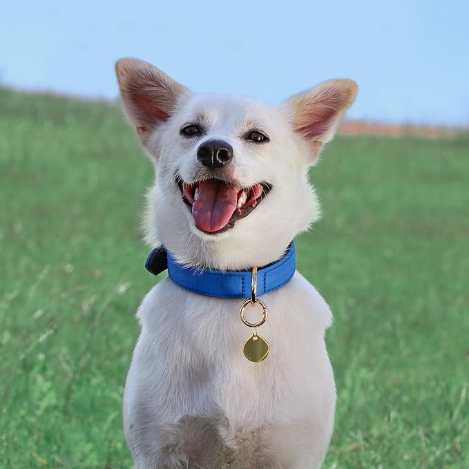 Collar acolchado Didog para perros pequeños, azul, talla S miniatura 4
