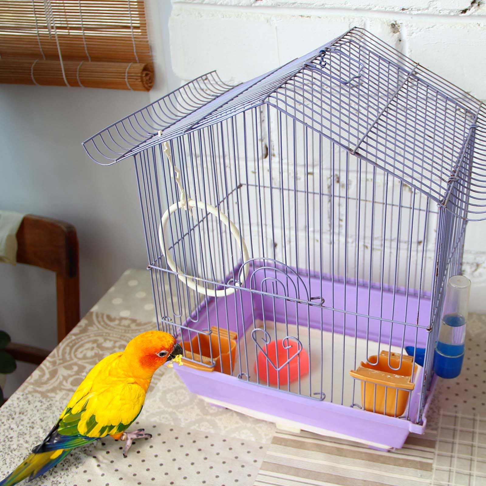 Drydiet 30.5 m x 11 Pulgadas, Forro desechable para jaulas de pájaros, Almohadilla de cojín precortada, Absorbente, Papel para Jaula de pájaros, Accesorios para Mascotas, Animales, pájaros, Loros
