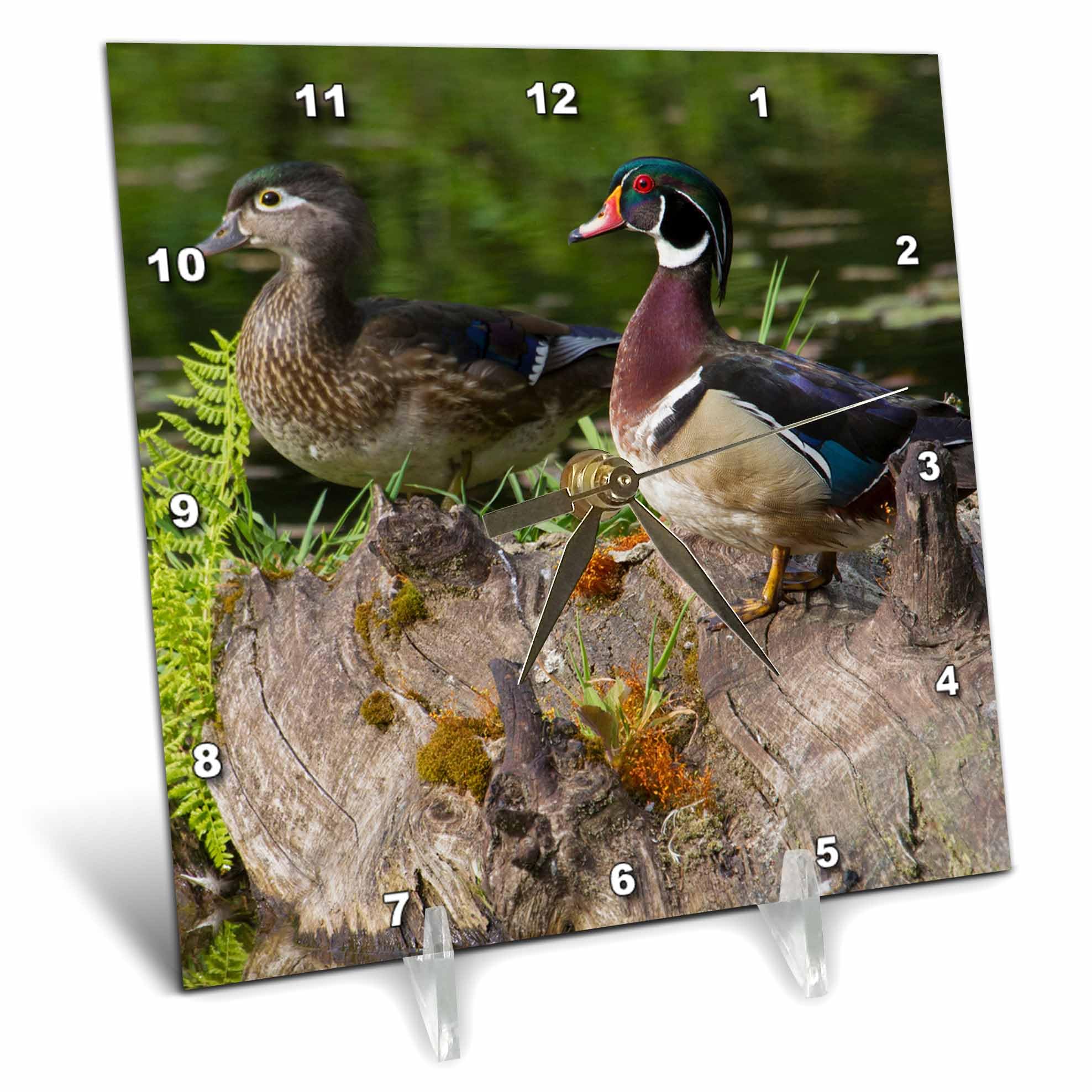 3dRose 6x6 Desk Clock - Wood Duck Pair Ducks