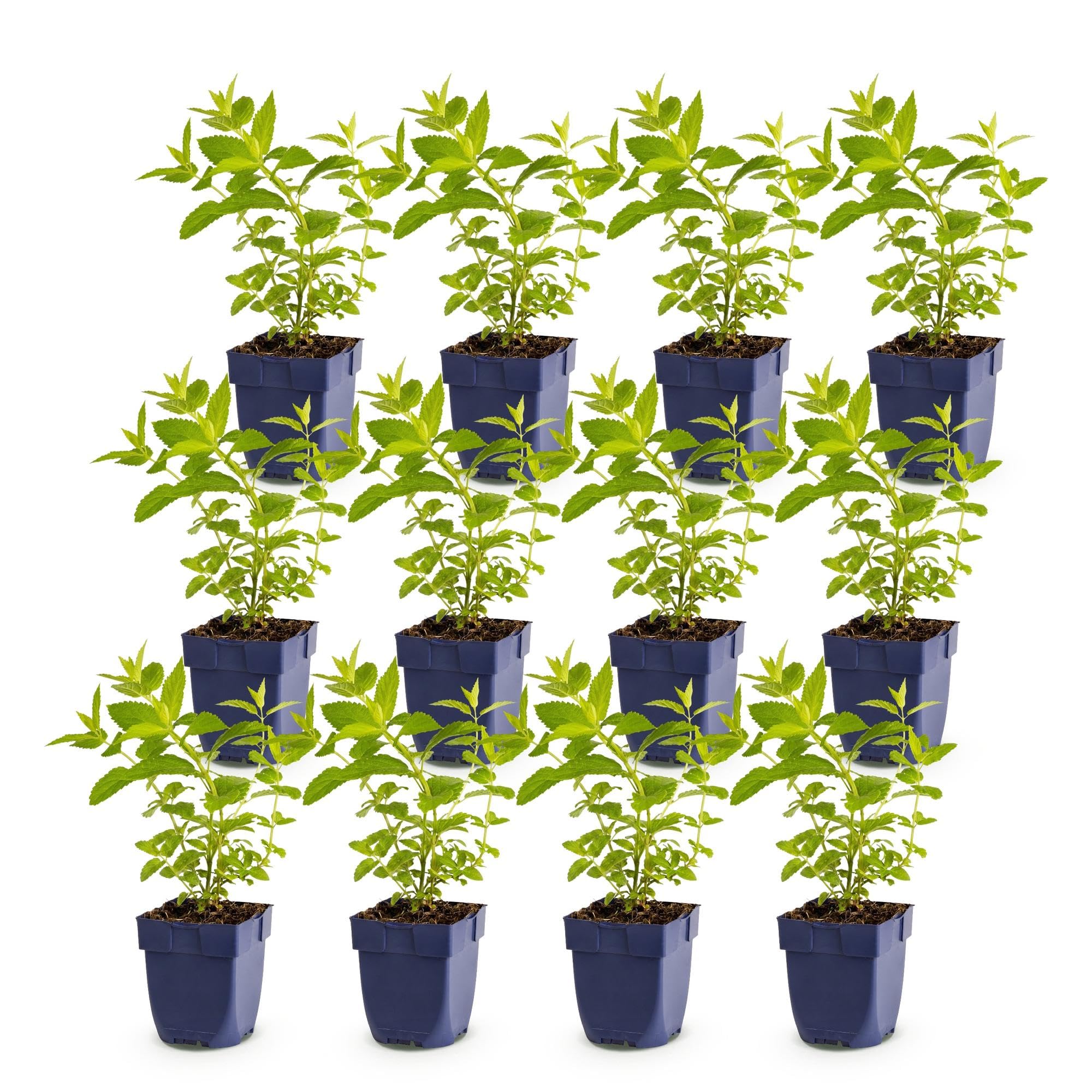 Nepeta Perenne per Giardino, Attira Api, Rosa Lilla, Set 12 Vaso 11cm