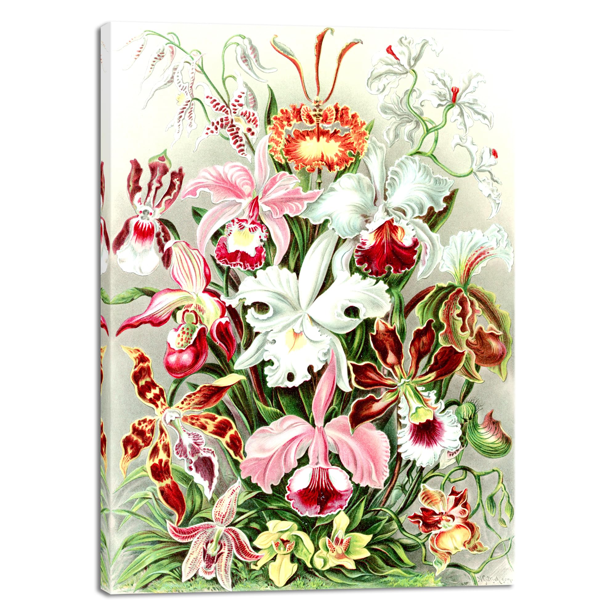 アート・デザイン・音楽 Botanical Vaudeville Amazon.com: Wieco Art Ernst Haeckel Poster Print Orchidae Orchids