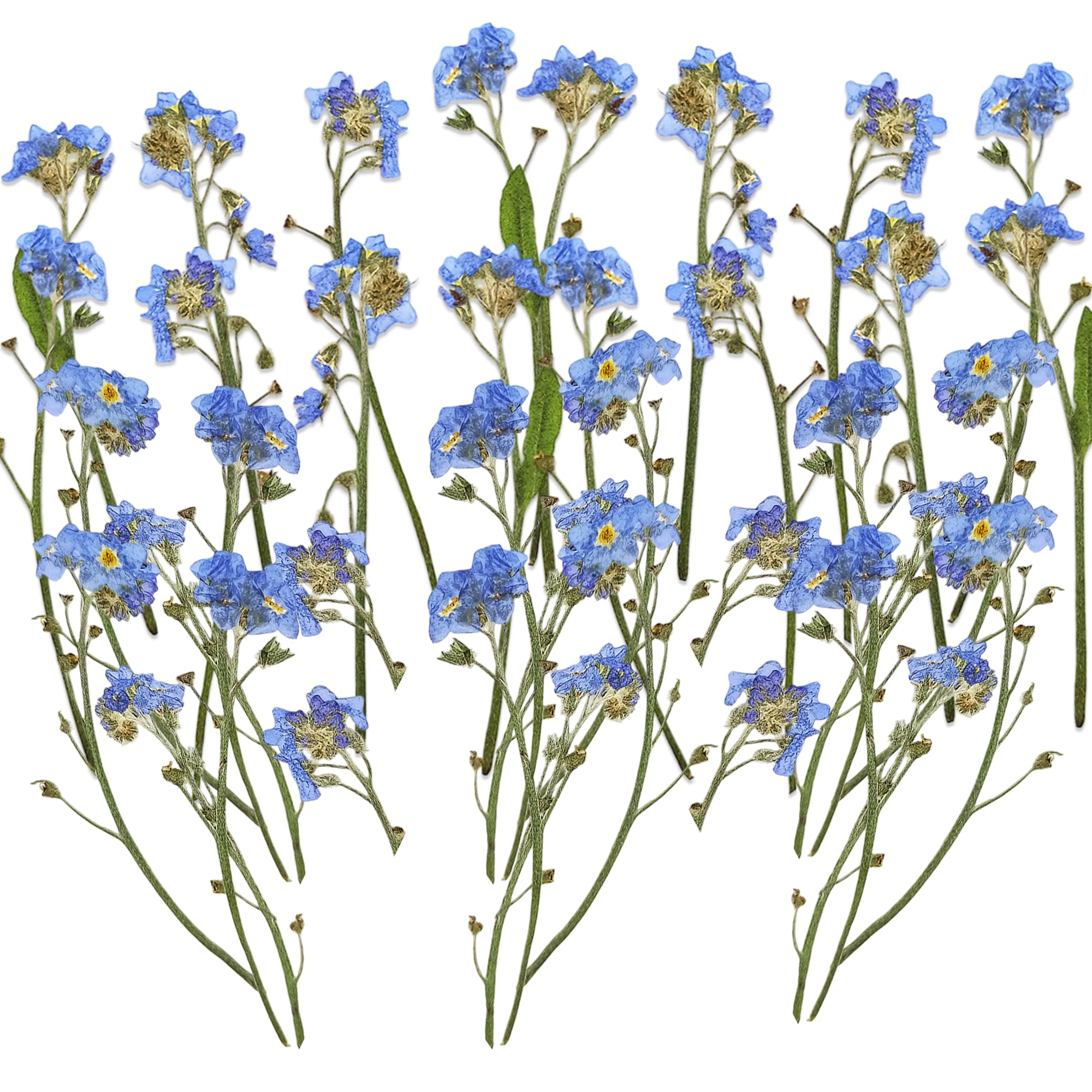 24 Stems Natural Dried Forget Me Not Flowers - Blue Purple Preserved Flowers for Home Decor, Wedding Arrangements, DIY Crafts (Handmade Look, No Maintenance Required)