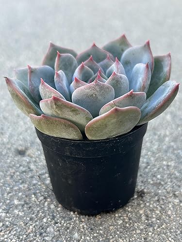 Miniatura 3 de Echeveria Caroline - Planta suculenta viva, azul-verde con bordes rojos, maceta de 2 pulgadas, totalmente enraizada para decoración del hogar y la
