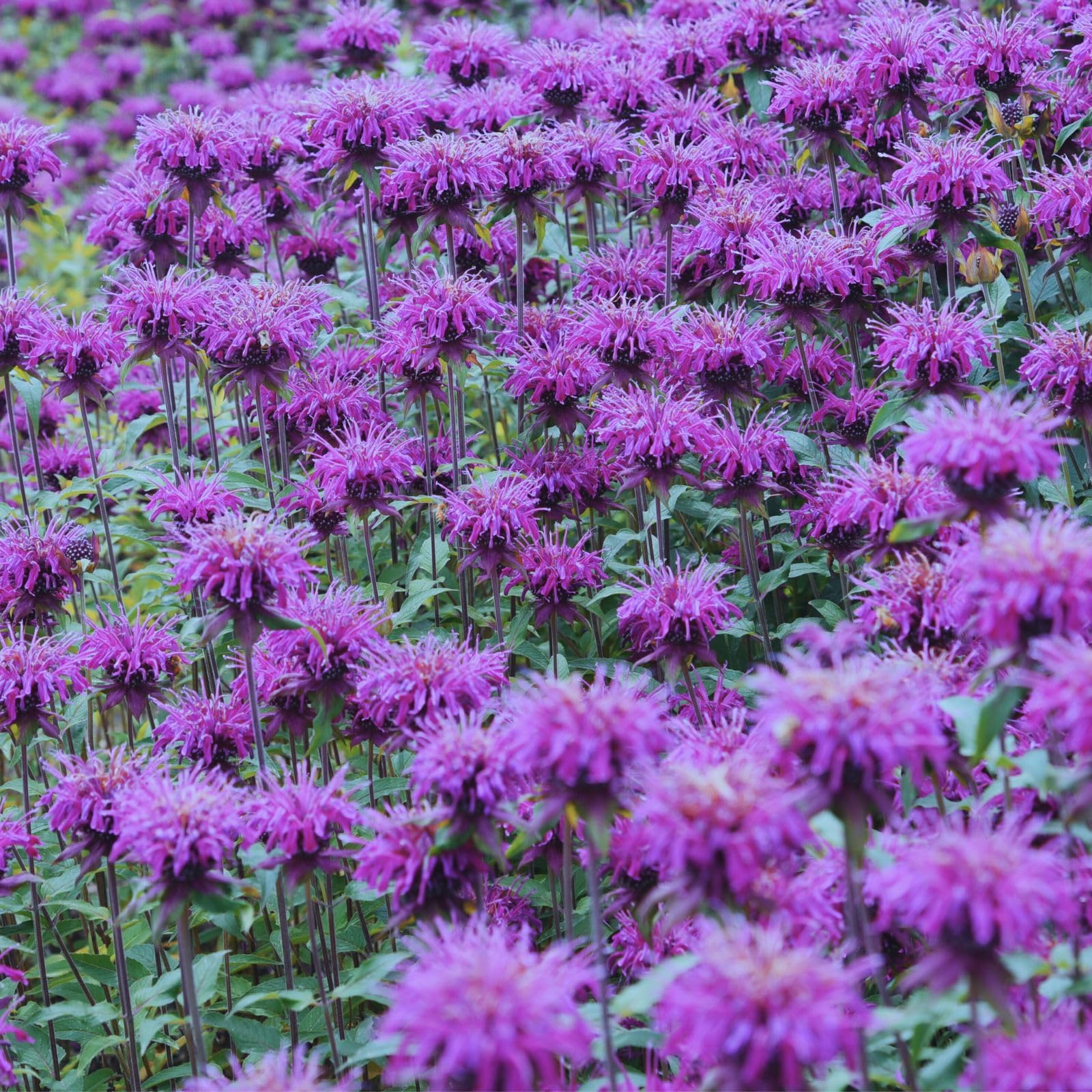 Clovers Garden Bee Balm Balmy Purple
