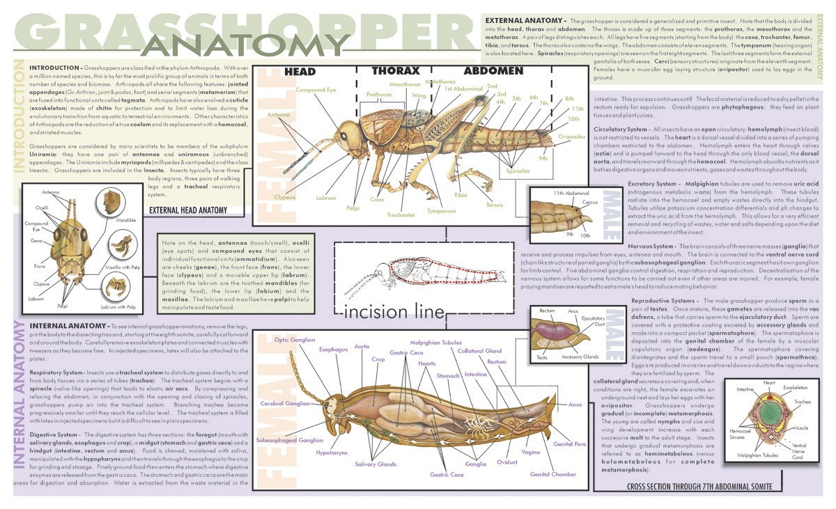 Frey Scientific 532224 Laminated Grasshopper Dissection Mat, 9.75 x 16" Size