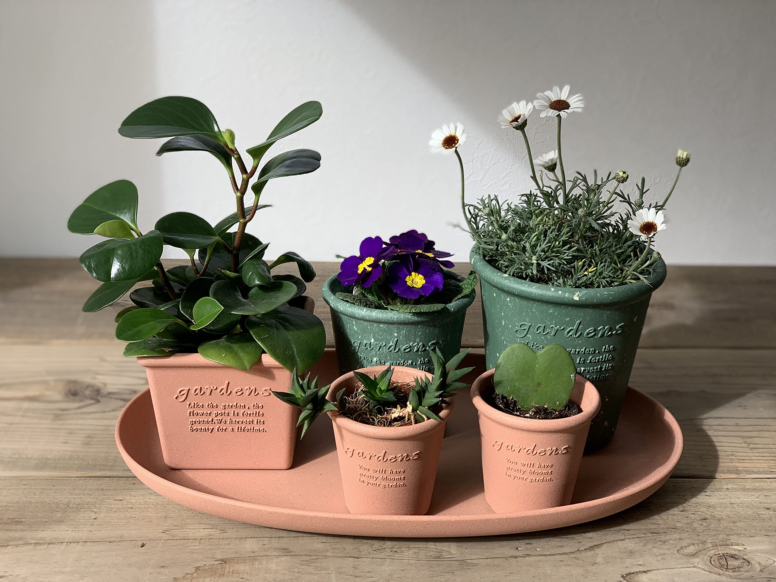 Amazon.co.jp: Hachiman Gardens 242482 Arbre Eco Pot, Round, No. 3