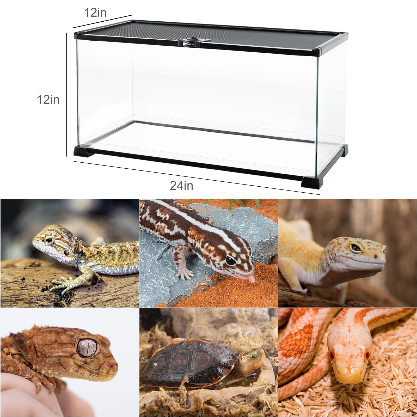 Amazon | REPTI ZOO(レプティ動物園) フルガラス 15ガロン 爬虫類