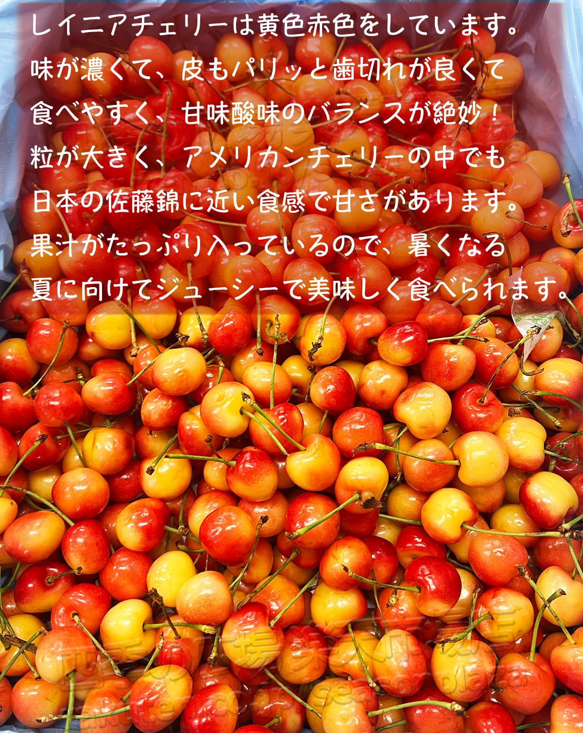 Amazon.co.jp: レイニアチェリー 約4kg 超大粒 8.5row 約30mm以上