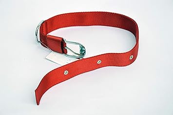 Dogista pet products Nylon Dog Collar 1. 50 inch (Color May Vary) Extra Large