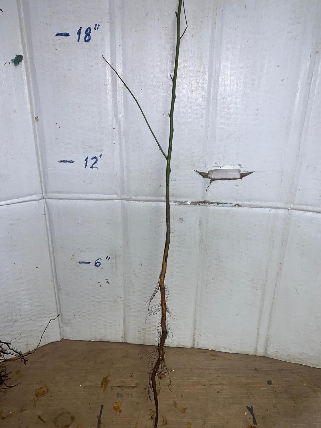 12-14" Tall Prunus cerasifera 1-2 Year Old Plant, Sent Bare Root, Cherry Plum Myrobalan