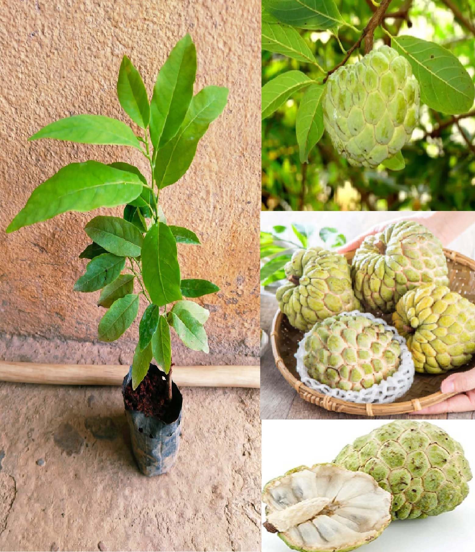 See full amazon price history chart for 1 CUSTARD APPLE/SUGAR APPLE FRUIT PLANT HYBRID ORGANIC GRAFTED OUTDOOR GARDEN LIVE TREE 1 CUSTARD APPLE/SUGAR APPLE FRUIT PLANT HYBRID ORGANIC GRAFTED OUTDOOR GARDEN LIVE TREE (B0D3FJ9SPK) Amazon Price History, Amazon Price Tracker
